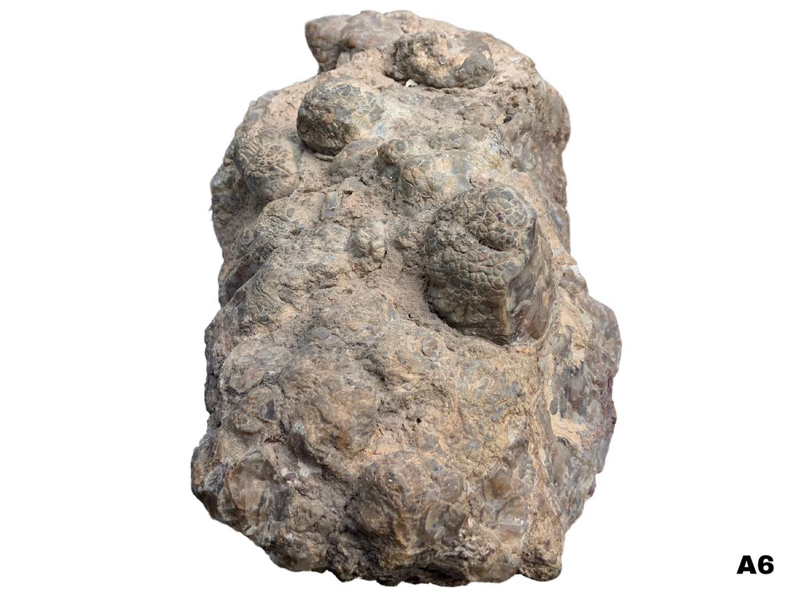 Dinosaur Coprolite – Fossilized Dino "POOP" 14" - 32LBS! (A6)