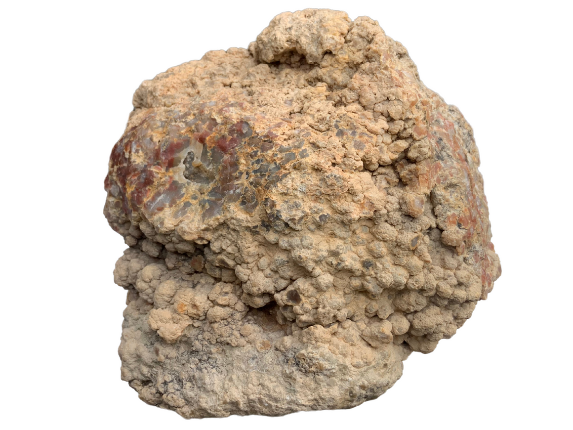 Dinosaur Coprolite – Fossilized Dino "POOP" 12" - 31LBS! (A1)