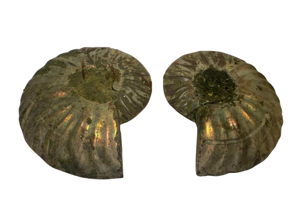 Ammonite Pair (AMN1) - Split & Polished - Madagascar - 3 Inches