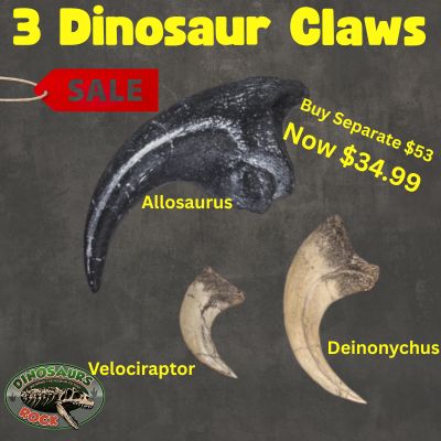 The Ultimate Dinosaur Claw Replica Set - from 3 "Killer" Dinosaurs. Museum Quality. Allosaurus, Velociraptor & Deinonychus claws