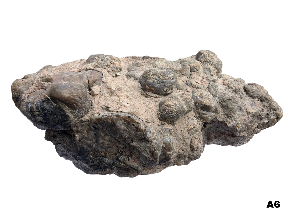 Dinosaur Coprolite – Fossilized Dino "POOP" 14" - 32LBS! (A6)