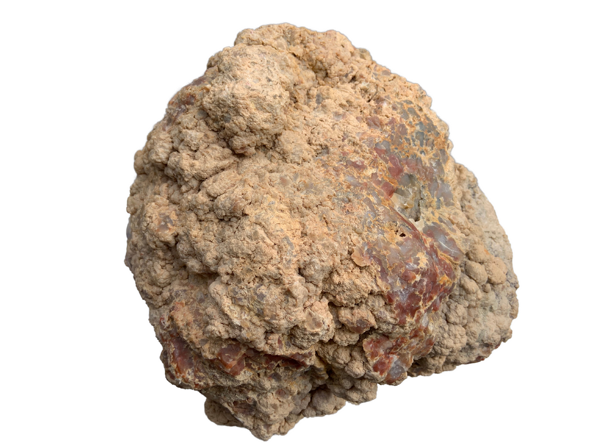 Dinosaur Coprolite – Fossilized Dino "POOP" 12" - 31LBS! (A1)