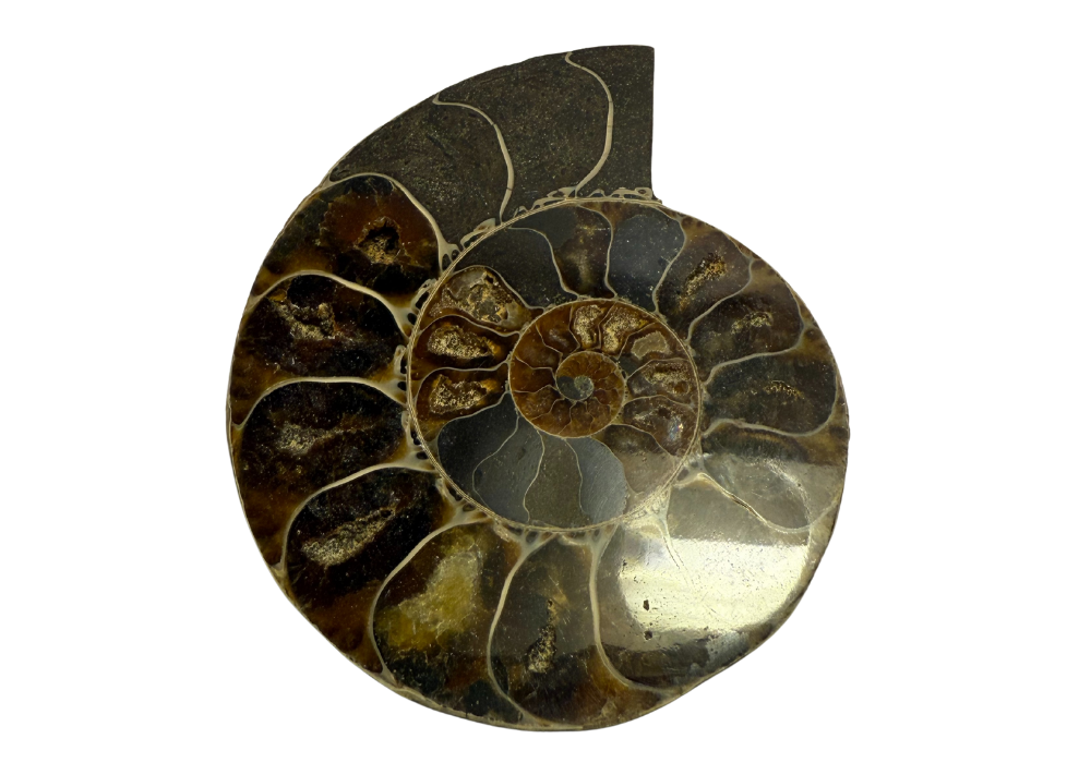Ammonite Pair (AMN3) - Split & Polished - Madagascar - 3 Inches from DINOSAURS ROCK