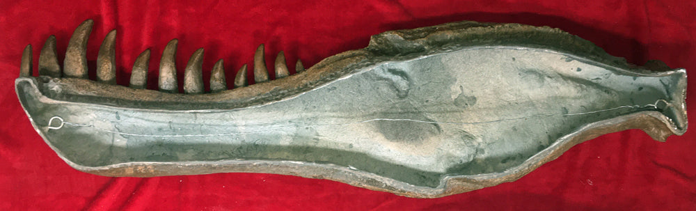 Tyrannosaurus rex Life-Size Skull Replica - Sculpture