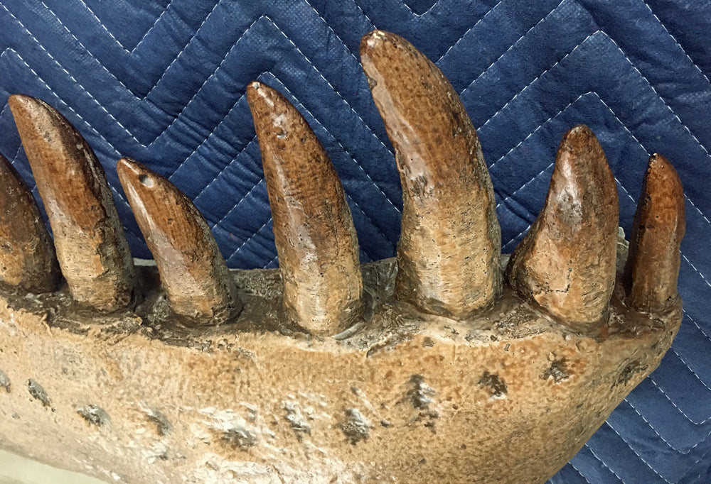 Tyrannosaurus rex Life-Size Skull Replica - Sculpture