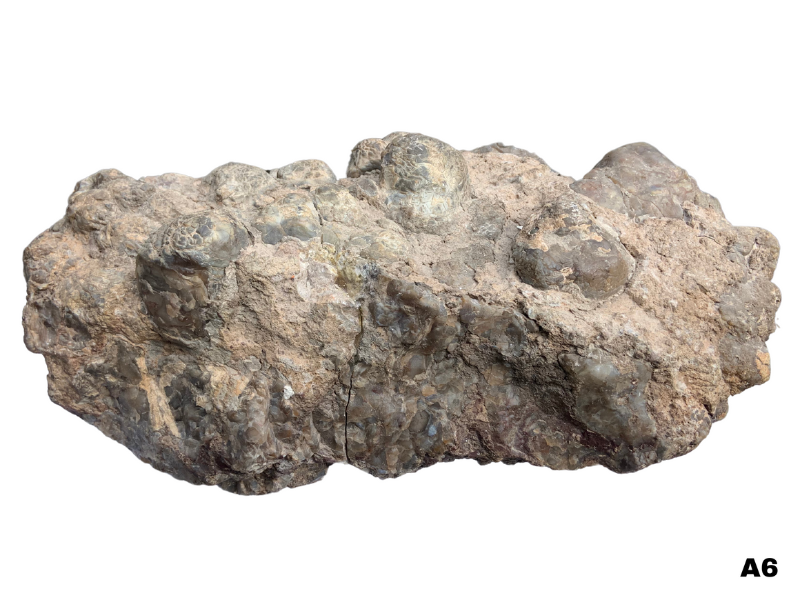 Dinosaur Coprolite – Fossilized Dino "POOP" 14" - 32LBS! (A6)