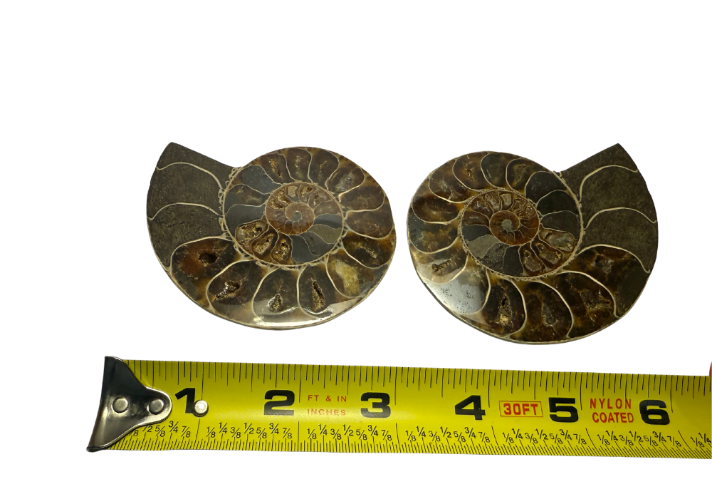 Ammonite Pair (AMN3) - Split & Polished - Madagascar - 3 Inches from DINOSAURS ROCK