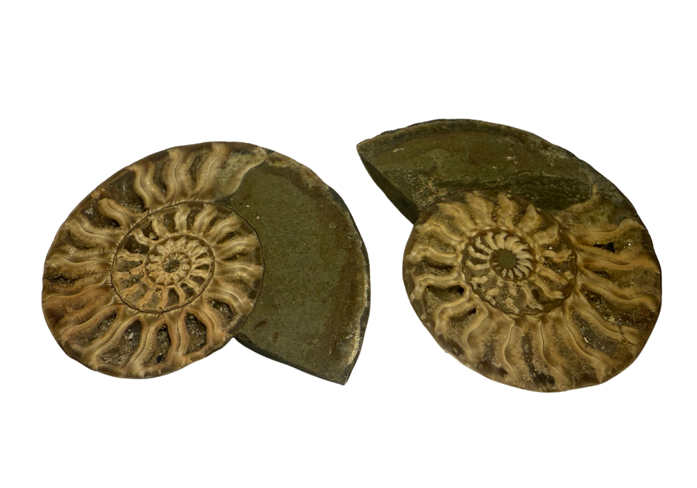 Ammonite Pair (AMN1) - Split & Polished - Madagascar - 3 Inches