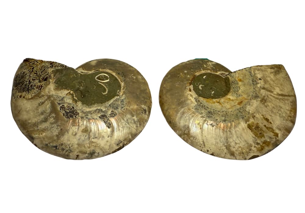 Ammonite Pair (AMN6) - Split & Polished - Madagascar - 3 Inches from DINOSAURS ROCK
