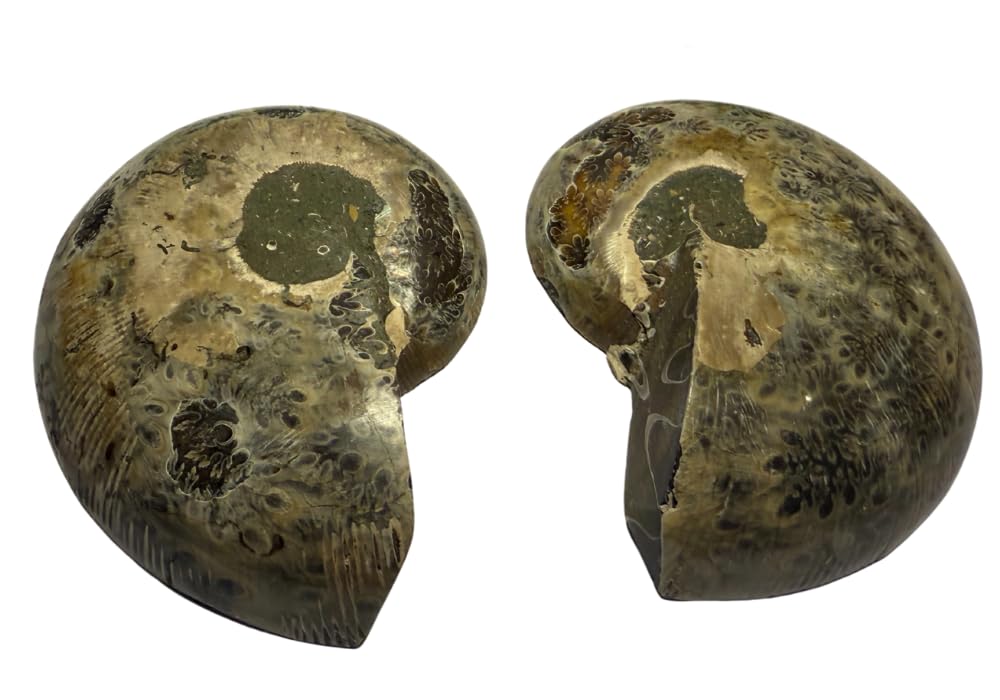 Ammonite Pair (AMN4) - Split & Polished - Madagascar - 3 Inches from DINOSAURS ROCK