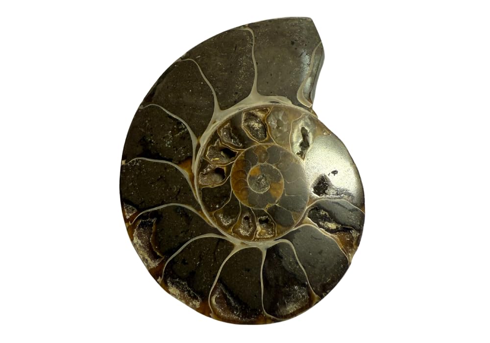 Ammonite Pair (AMN4) - Split & Polished - Madagascar - 3 Inches from DINOSAURS ROCK
