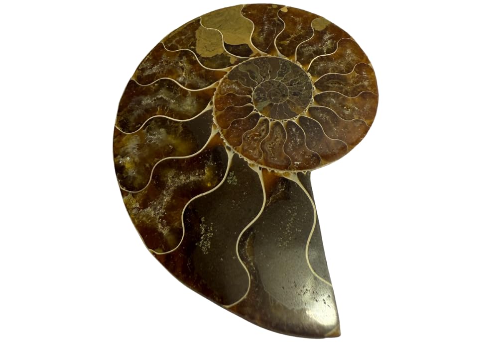 Ammonite Pair (AMN6) - Split & Polished - Madagascar - 3 Inches from DINOSAURS ROCK