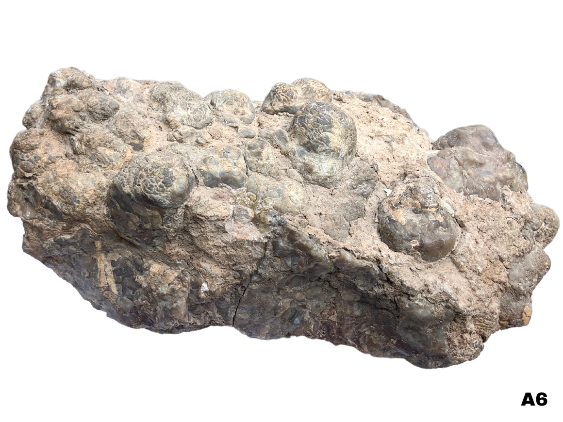 Dinosaur Coprolite – Fossilized Dino "POOP" 14" - 32LBS! (A6)