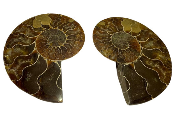 Ammonite Pair (AMN6) - Split & Polished - Madagascar - 3 Inches from DINOSAURS ROCK