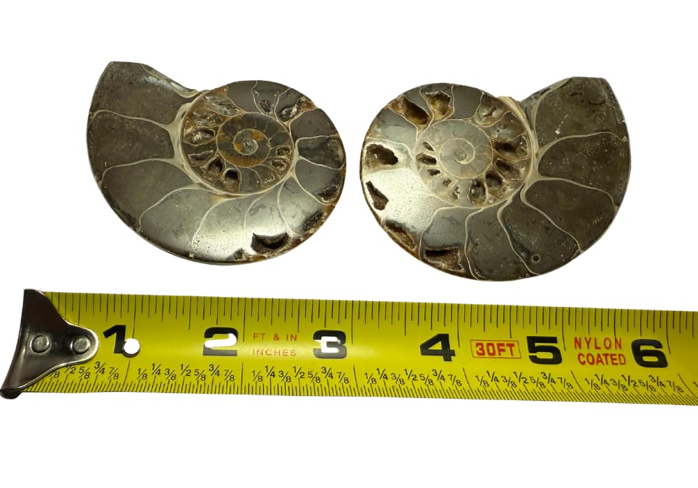 Ammonite Pair (AMN4) - Split & Polished - Madagascar - 3 Inches from DINOSAURS ROCK