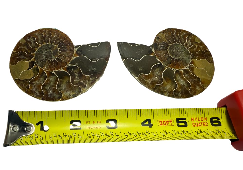 Ammonite Pair (AMN6) - Split & Polished - Madagascar - 3 Inches from DINOSAURS ROCK