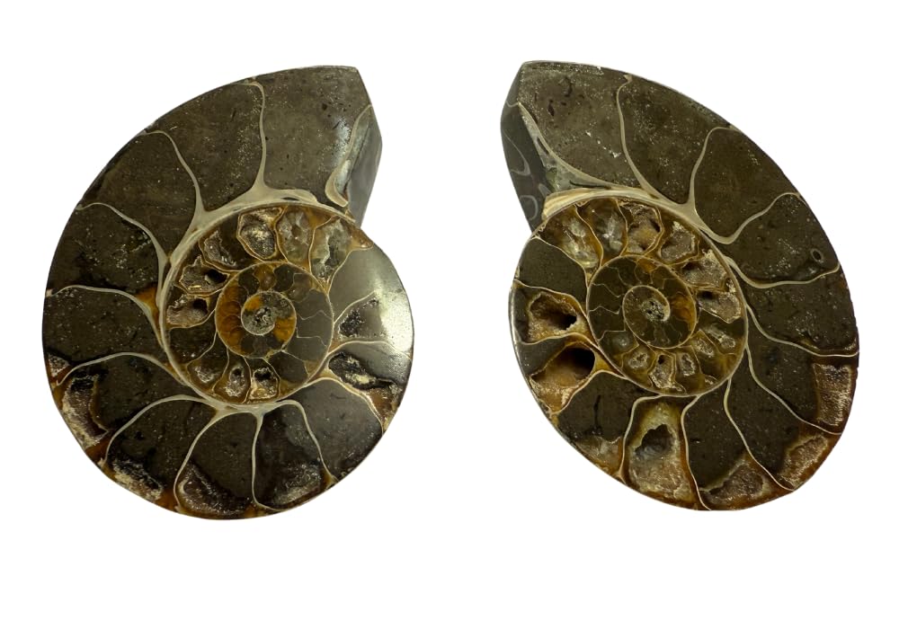 Ammonite Pair (AMN4) - Split & Polished - Madagascar - 3 Inches from DINOSAURS ROCK