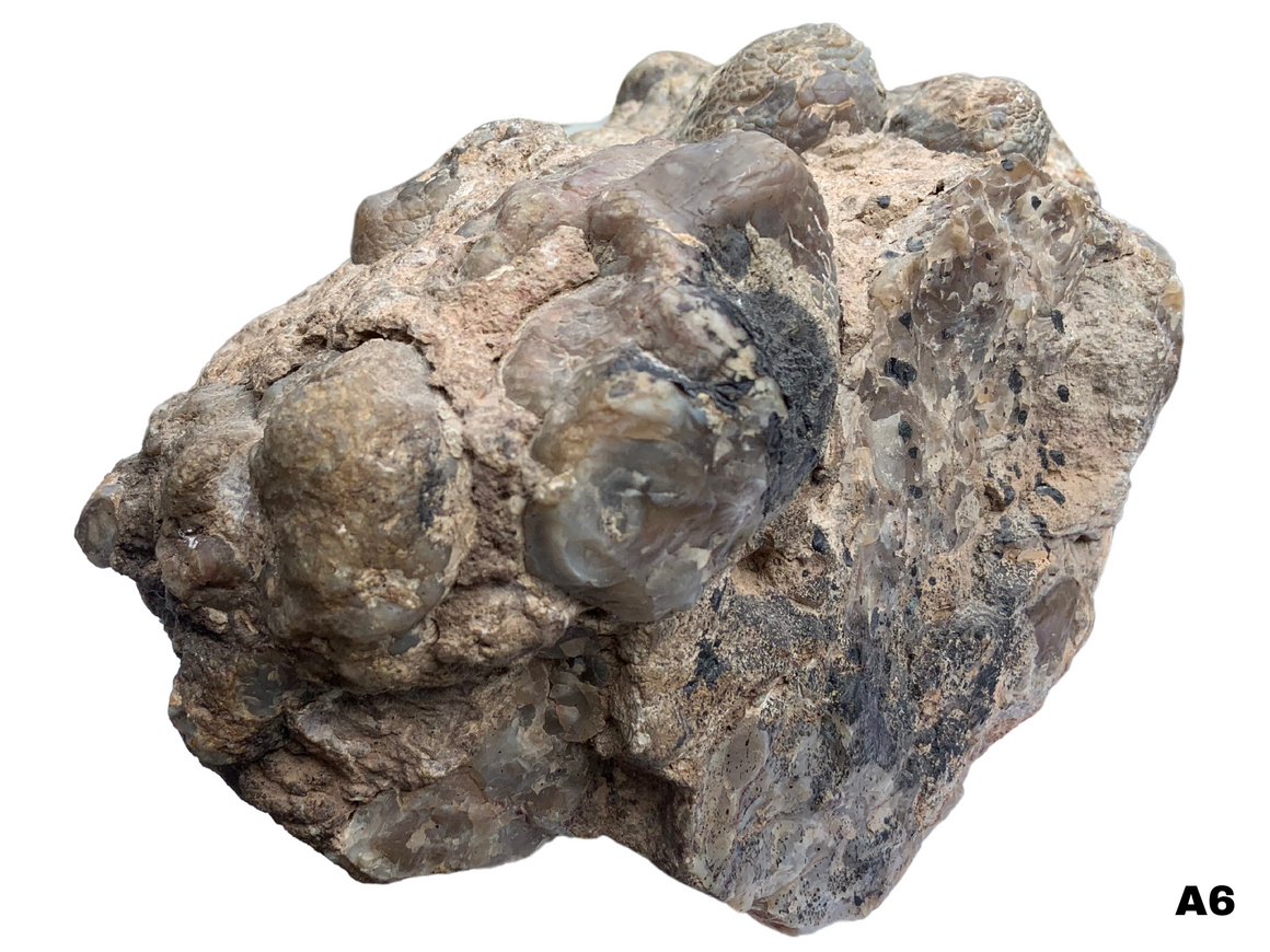 Dinosaur Coprolite – Fossilized Dino "POOP" 14" - 32LBS! (A6)