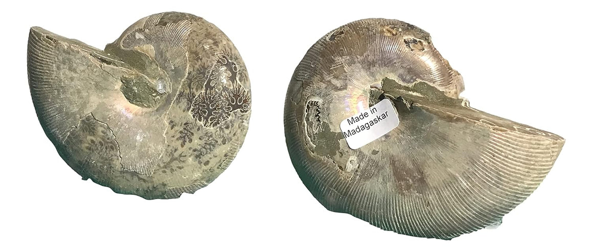 Ammonite Pair (AMN6) - Split & Polished - Madagascar - 3 7/8 Inches from DINOSAURS ROCK