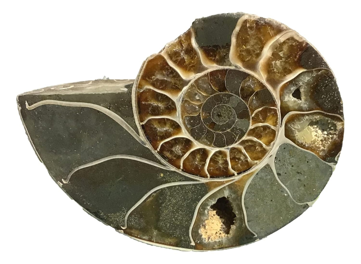Ammonite Pair (AMN6) - Split & Polished - Madagascar - 3 7/8 Inches from DINOSAURS ROCK