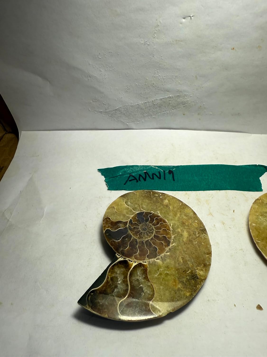Ammonite Pair (AMN19) - Split & Polished - Madagascar - 3.25 Inches from DINOSAURS ROCK