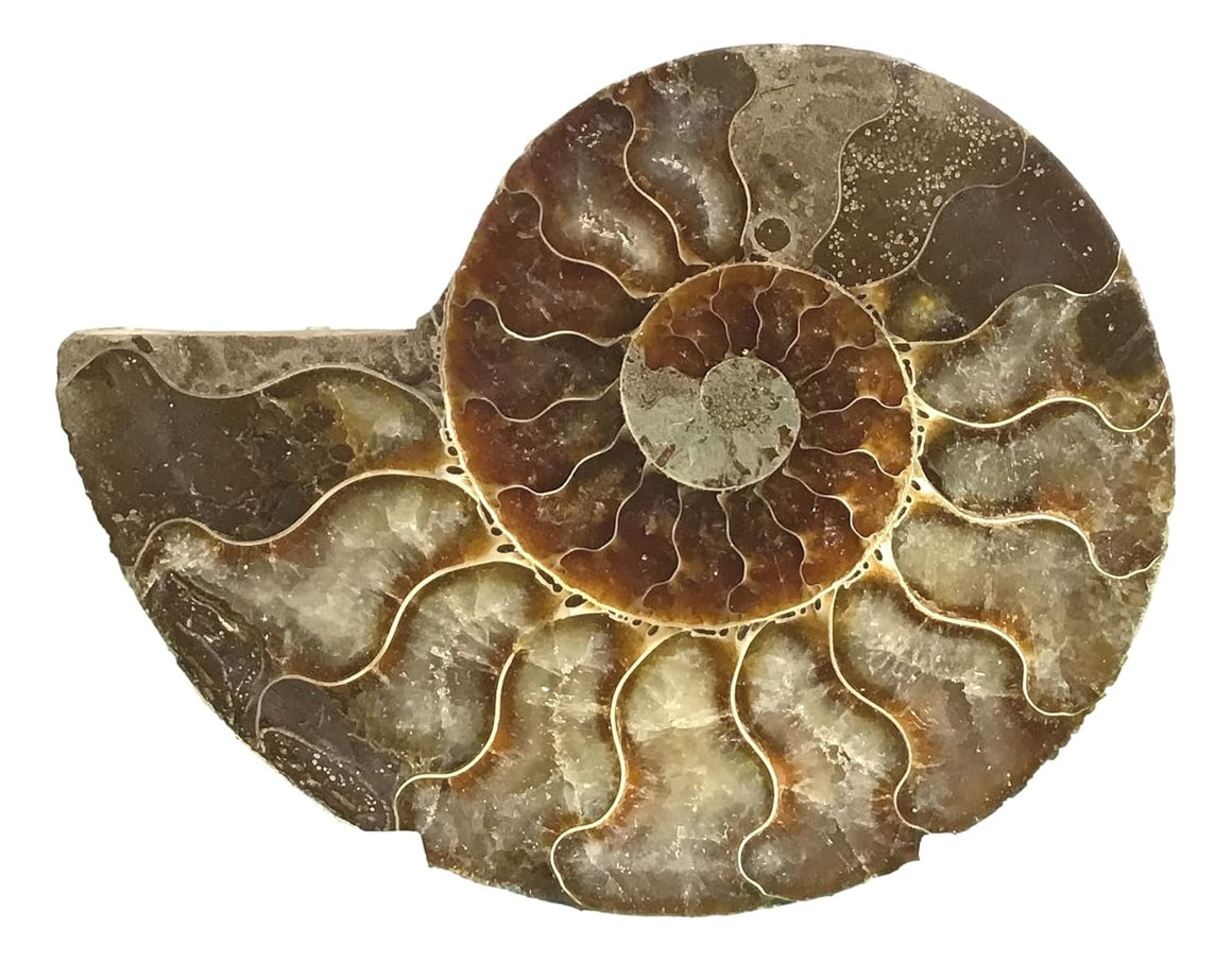 Ammonite Pair (AMN8) - Split & Polished - Madagascar - 3.5 Inches from DINOSAURS ROCK