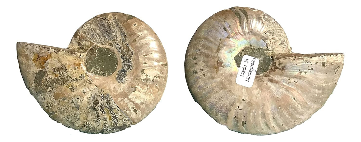 Ammonite Pair (AMN8) - Split & Polished - Madagascar - 3 Inches from DINOSAURS ROCK