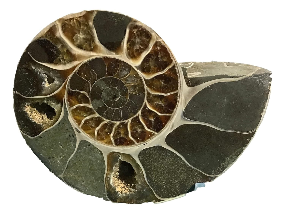 Ammonite Pair (AMN6) - Split & Polished - Madagascar - 3 7/8 Inches from DINOSAURS ROCK
