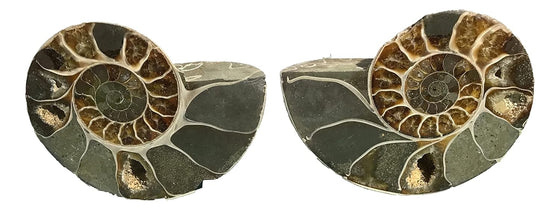 Ammonite Pair (AMN6) - Split & Polished - Madagascar - 3 7/8 Inches from DINOSAURS ROCK