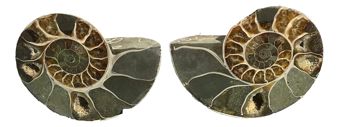 Ammonite Pair (AMN6) - Split & Polished - Madagascar - 3 7/8 Inches from DINOSAURS ROCK