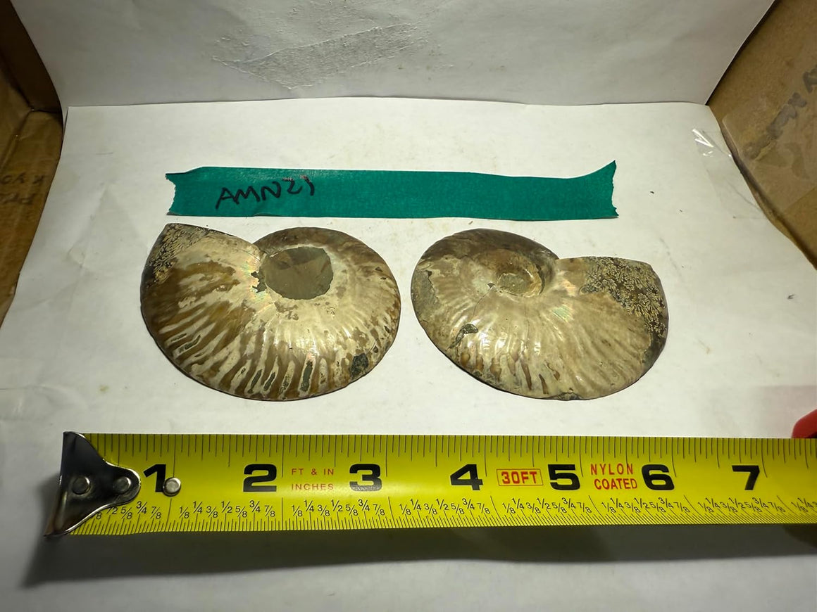 Ammonite Pair (AMN21) - Split & Polished - Madagascar - 3.25 Inches from DINOSAURS ROCK
