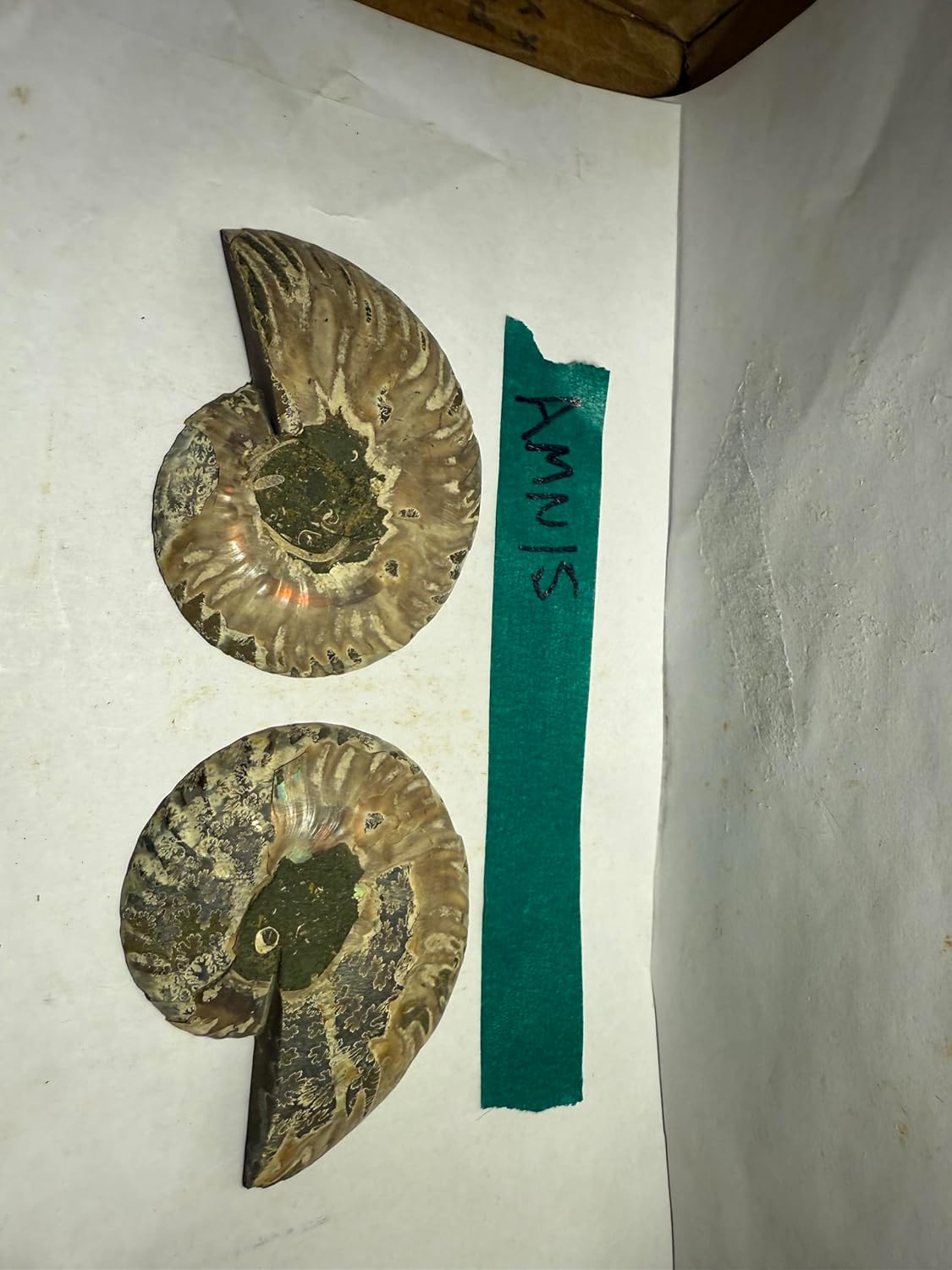 Ammonite Pair (AMN15) - Split & Polished - Madagascar - 3.25 Inches from DINOSAURS ROCK