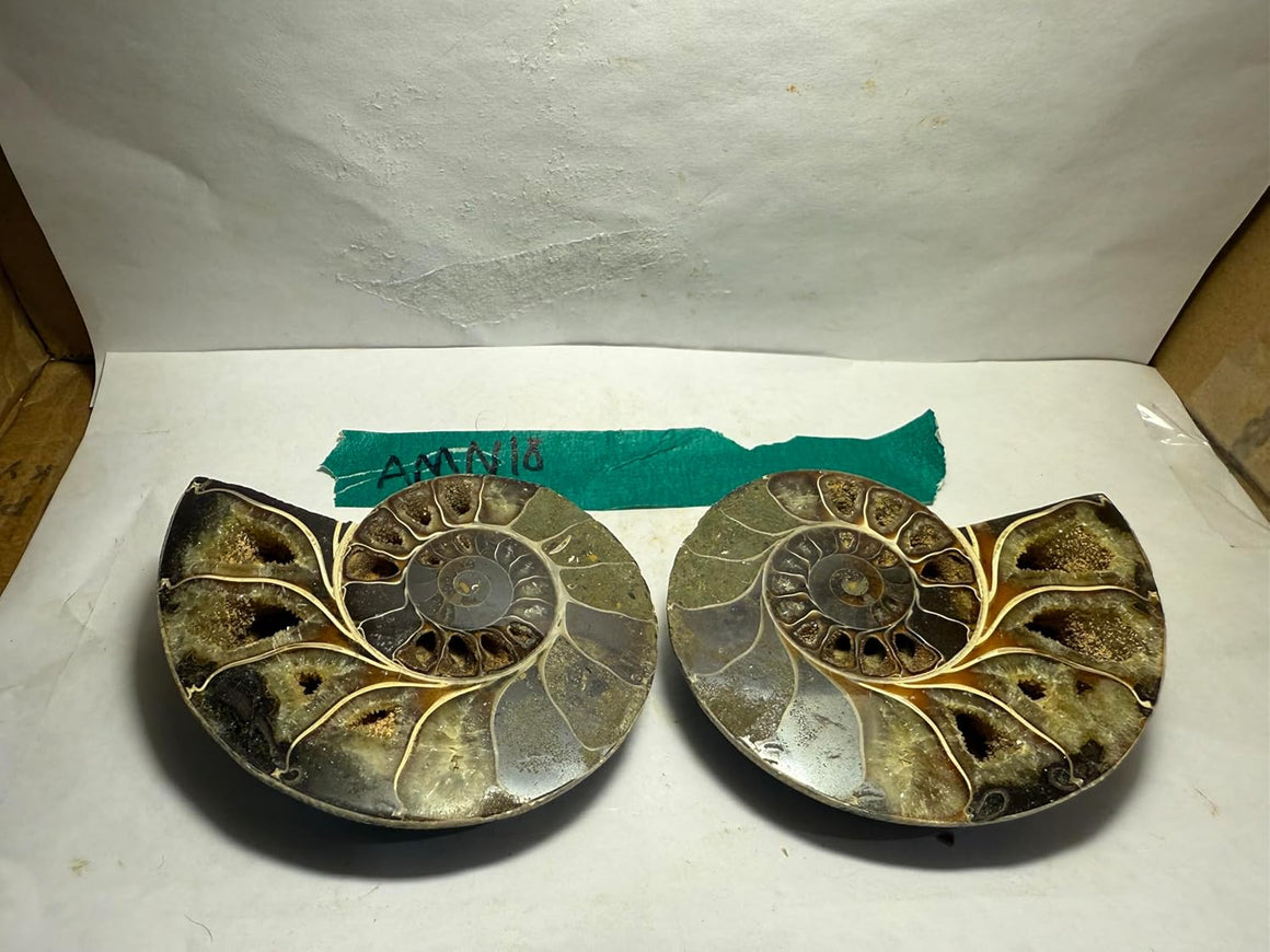 Ammonite Pair (AMN18) - Split & Polished - Madagascar - 3.5 Inches from DINOSAURS ROCK