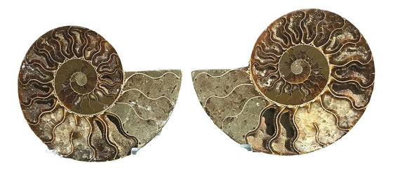 Ammonite Pair (AMN8) - Split & Polished - Madagascar - 3 Inches from DINOSAURS ROCK