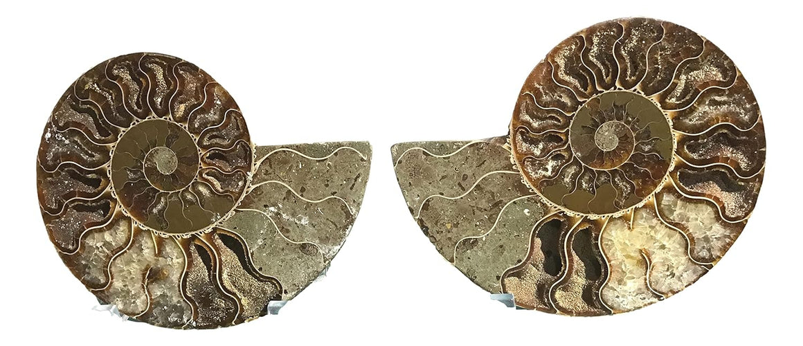 Ammonite Pair (AMN8) - Split & Polished - Madagascar - 3 Inches from DINOSAURS ROCK