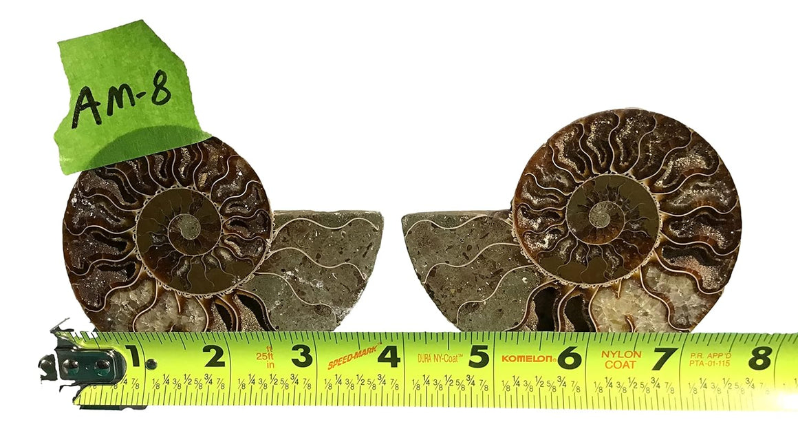 Ammonite Pair (AMN8) - Split & Polished - Madagascar - 3 Inches from DINOSAURS ROCK