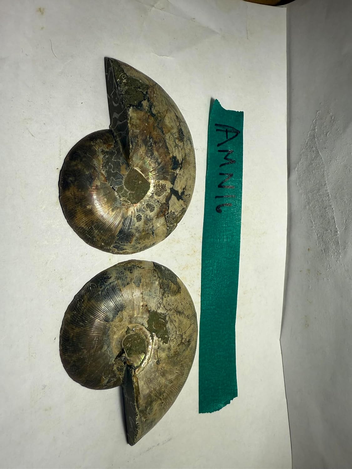 Ammonite Pair (AMN16) - Split & Polished - Madagascar - 3.5 Inches from DINOSAURS ROCK