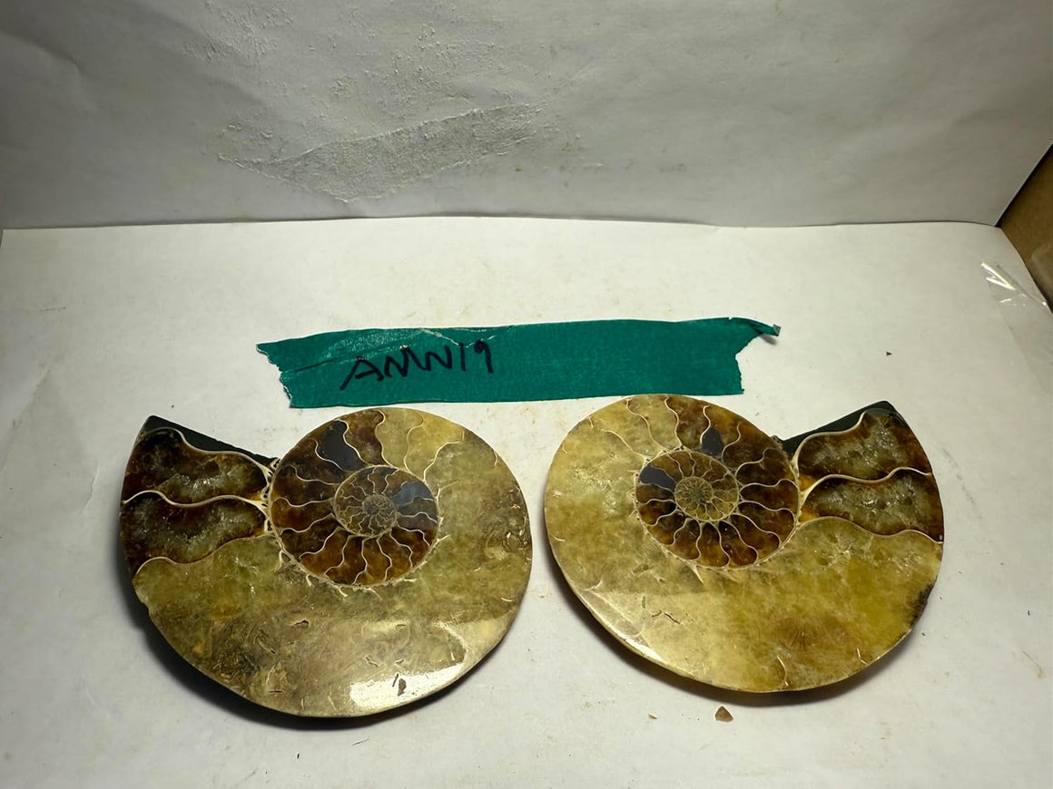 Ammonite Pair (AMN19) - Split & Polished - Madagascar - 3.25 Inches from DINOSAURS ROCK