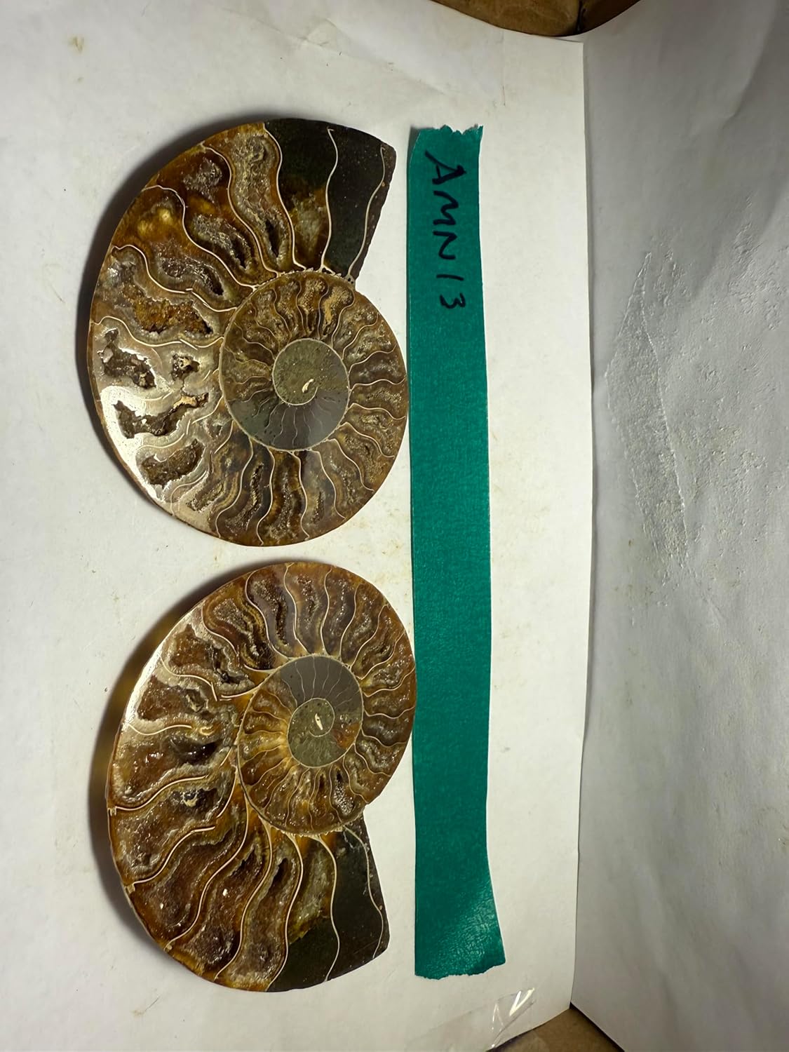 Ammonite Pair (AMN13) - Split & Polished - Madagascar - 3.75 Inches from DINOSAURS ROCK (Copy)