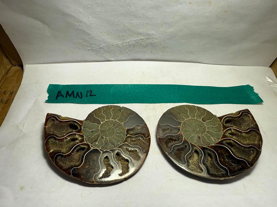Ammonite Pair (AMN12) - Split & Polished - Madagascar - 4 Inches from DINOSAURS ROCK