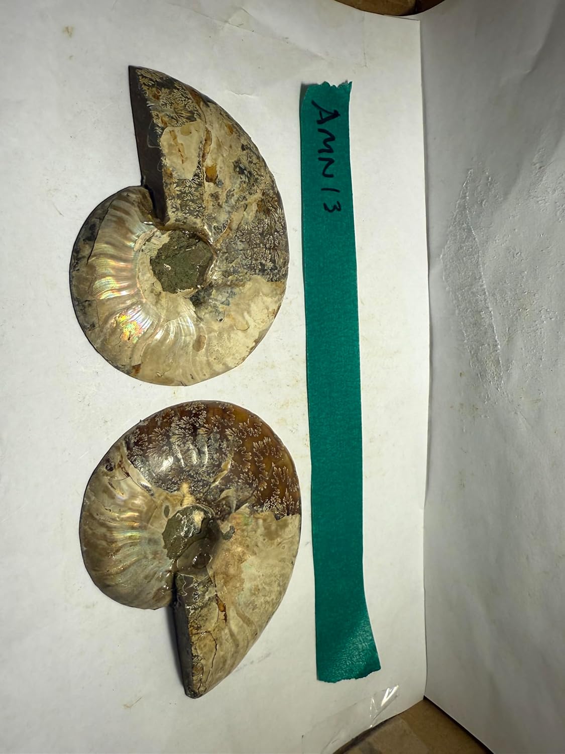 Ammonite Pair (AMN13) - Split & Polished - Madagascar - 3.75 Inches from DINOSAURS ROCK (Copy)