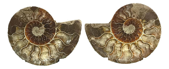 Ammonite Pair (AMN8) - Split & Polished - Madagascar - 3.5 Inches from DINOSAURS ROCK