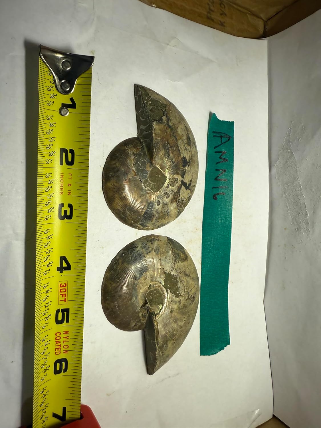 Ammonite Pair (AMN16) - Split & Polished - Madagascar - 3.5 Inches from DINOSAURS ROCK