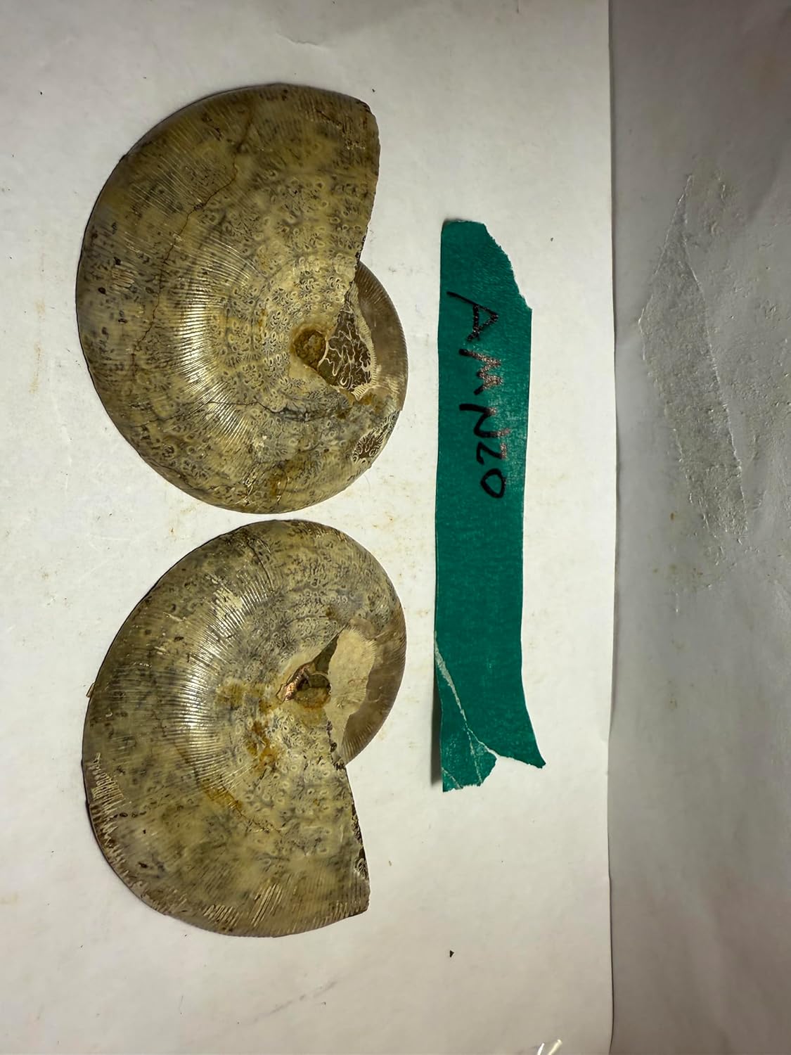 Ammonite Pair (AMN20) - Split & Polished - Madagascar - 3.25 Inches from DINOSAURS ROCK