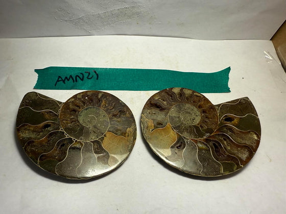Ammonite Pair (AMN21) - Split & Polished - Madagascar - 3.25 Inches from DINOSAURS ROCK