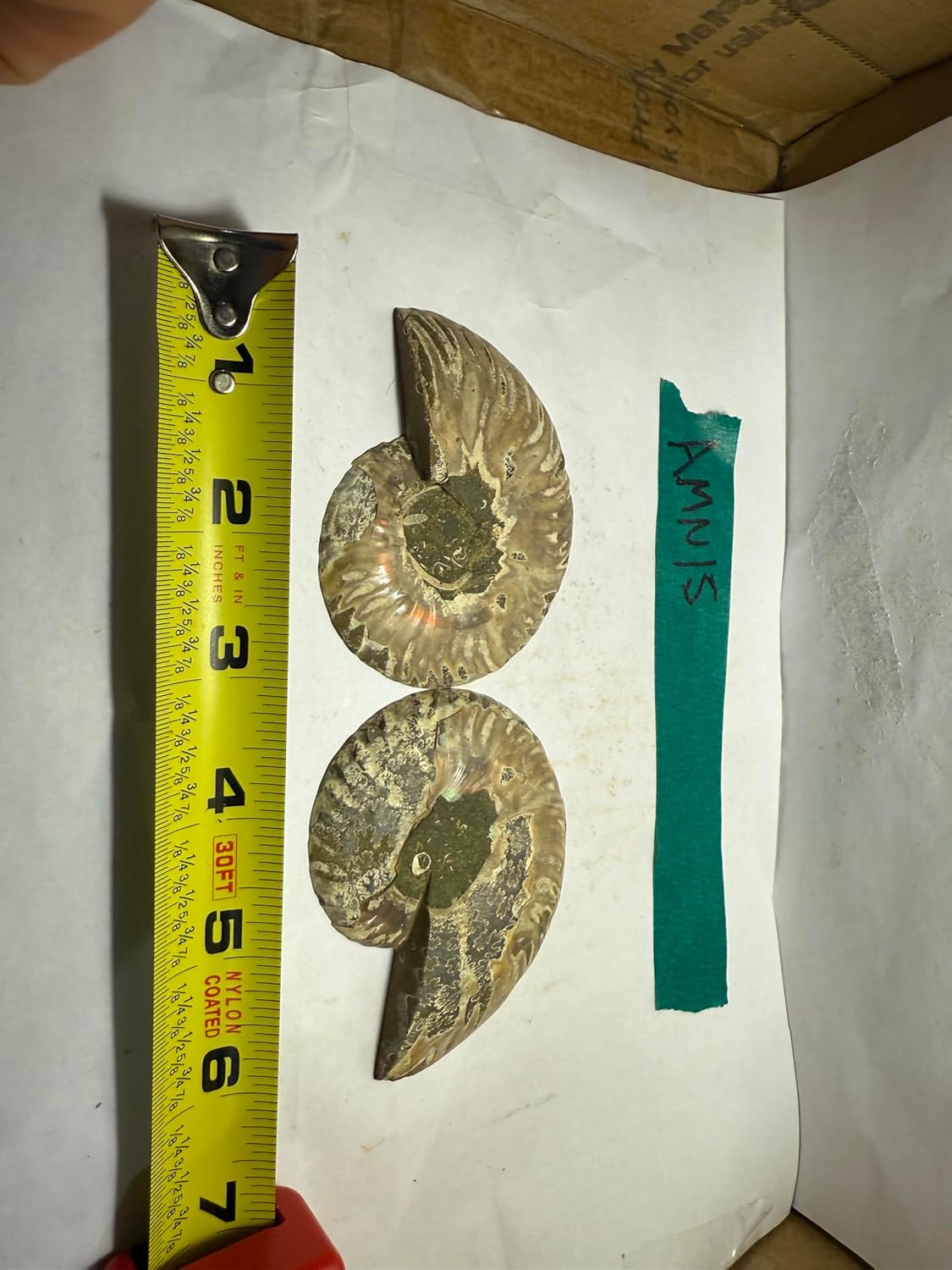 Ammonite Pair (AMN15) - Split & Polished - Madagascar - 3.25 Inches from DINOSAURS ROCK
