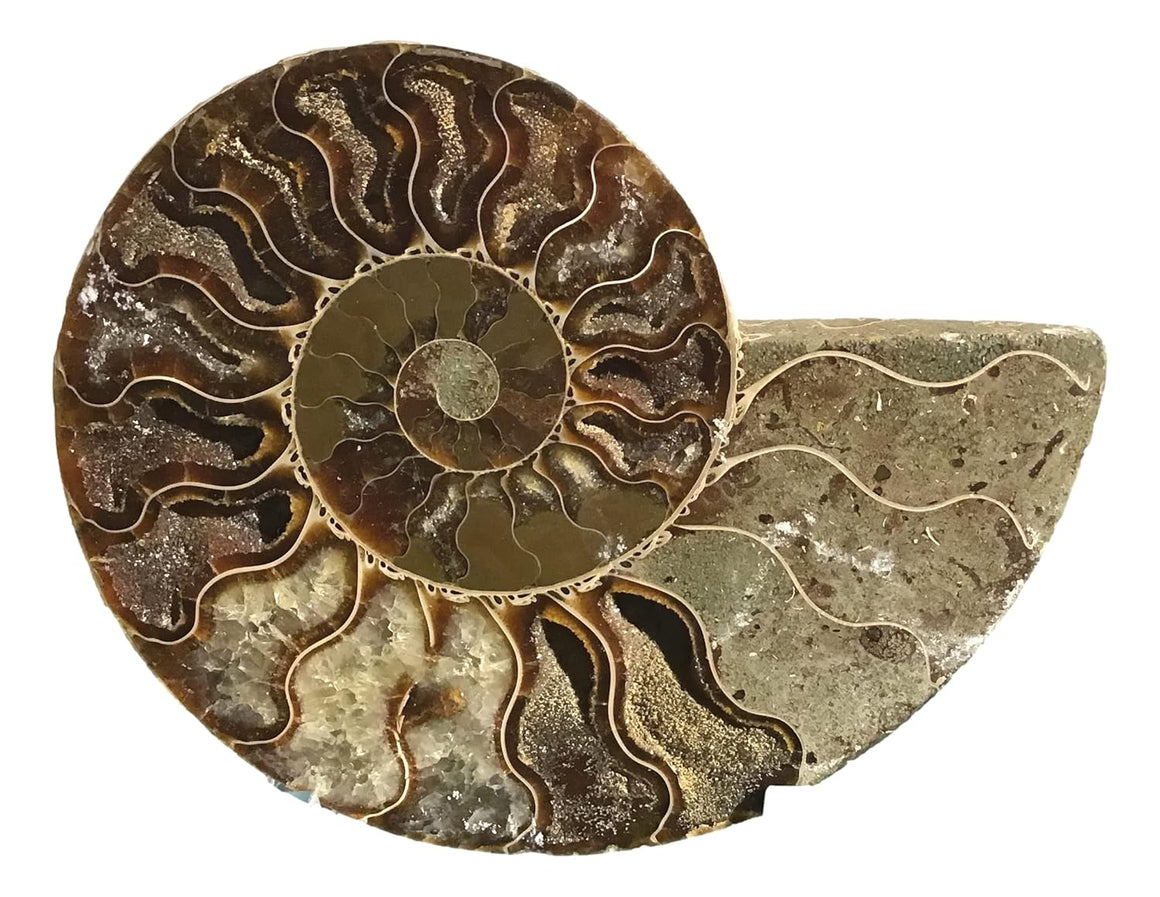 Ammonite Pair (AMN8) - Split & Polished - Madagascar - 3 Inches from DINOSAURS ROCK