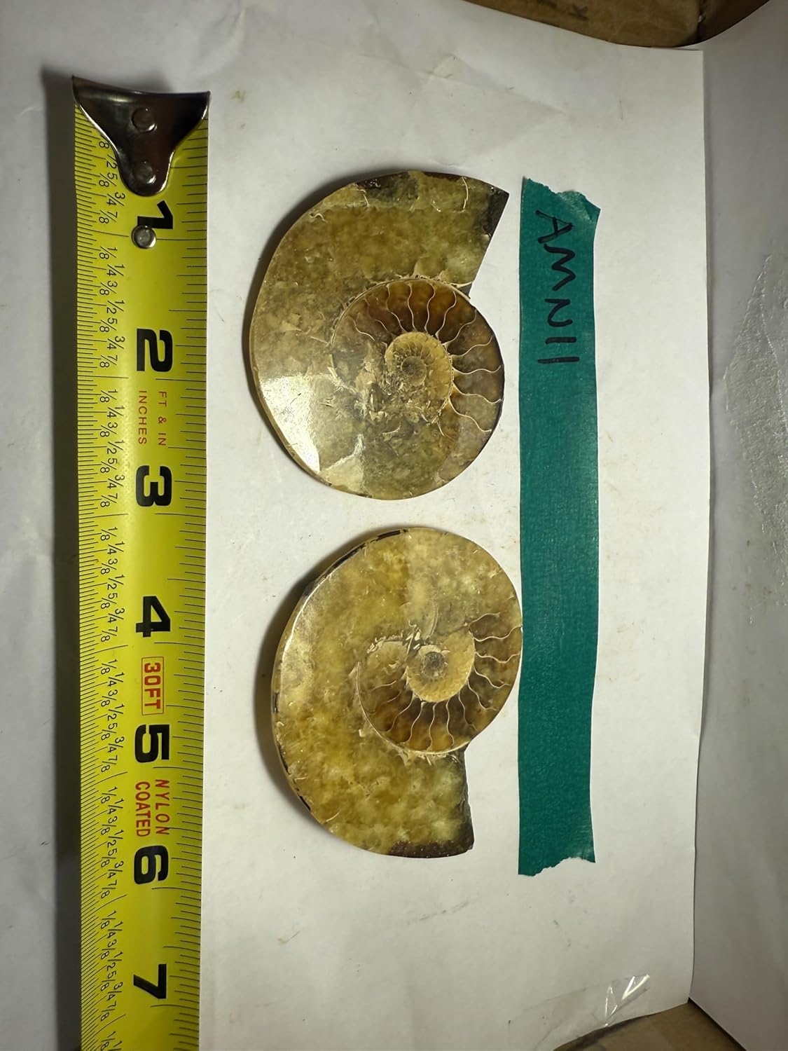 Ammonite Pair (AMN11) - Split & Polished - Madagascar - 4 Inches from DINOSAURS ROCK