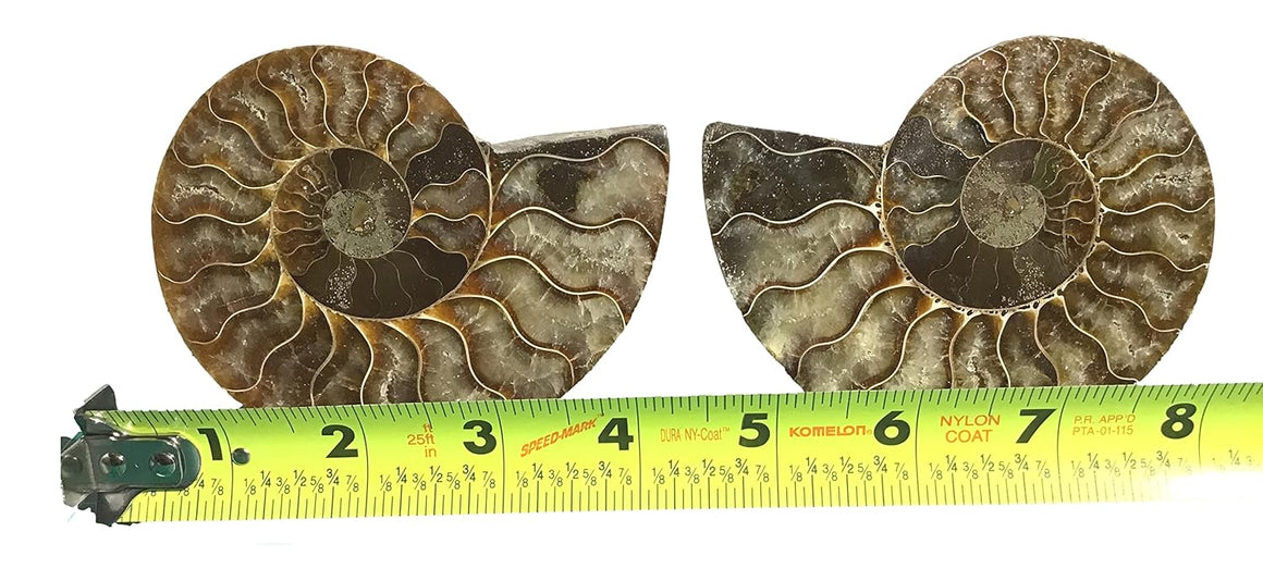 Ammonite Pair (AMN10) - Split & Polished - Madagascar - 4 Inches from DINOSAURS ROCK