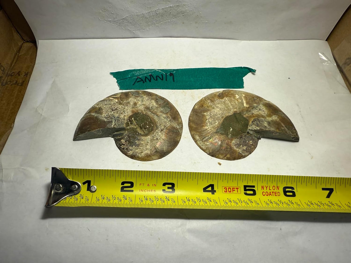 Ammonite Pair (AMN19) - Split & Polished - Madagascar - 3.25 Inches from DINOSAURS ROCK